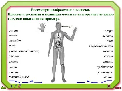 Лодыжка впр 4 класс окружающий