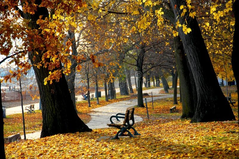 Осенний парк. Парк осенью. Осень в парке. Осенний парк фото. Осенний останавливаться