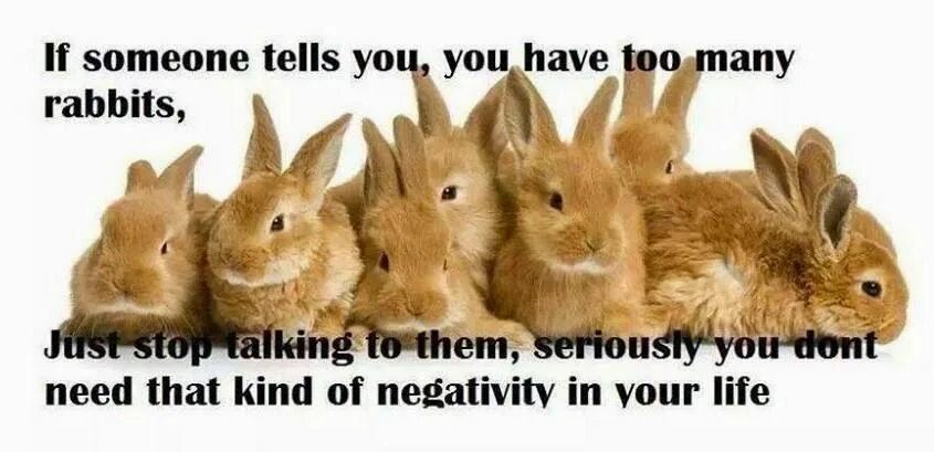 Rabbit memes. Шутки про кроликов. Кролик прикол. Анекдот про кролика. Кролик Мем.