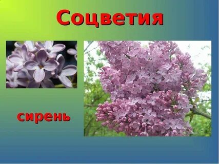 Сирень какое соцветие