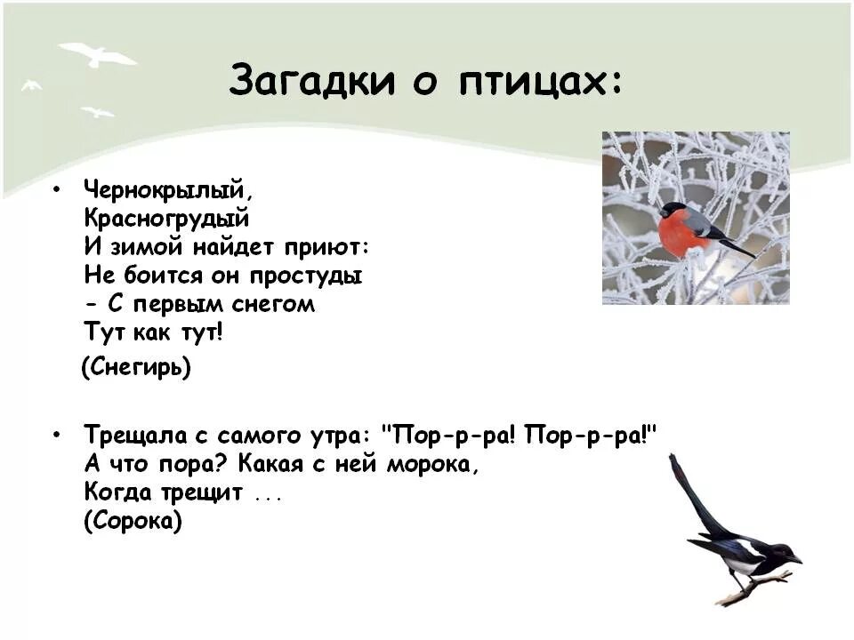 Загадки про птиц 4 лет. Загадки о зимующих птицах для детей 5-6. Загадки о зимующих птицах 3 класс. Сложные загадки про птиц. Загадки пропциц с ответами.