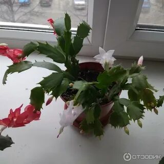 Грунт для декабриста