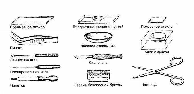 Препаровальная игла это. Препаровальную иглу, предметное и покровное стекла. Стекло предметное покровное препаровальная игла. Предметное стекло и покровное стекло. Пинцет предметное стекло пипетка.