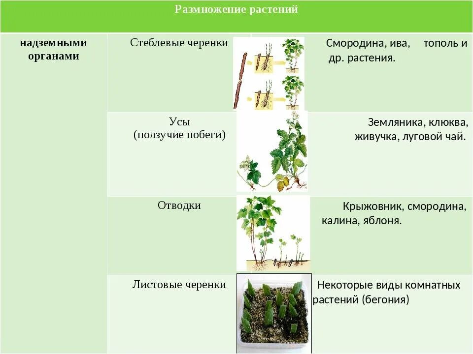 Пример процесса иллюстрирующего размножение у растений. Орган растения способ размножения пример таблица. Вегетативное размножение стеблевыми черенками. Способы размножения растений примеры растений. Вегетативное размножение таблица черенок.