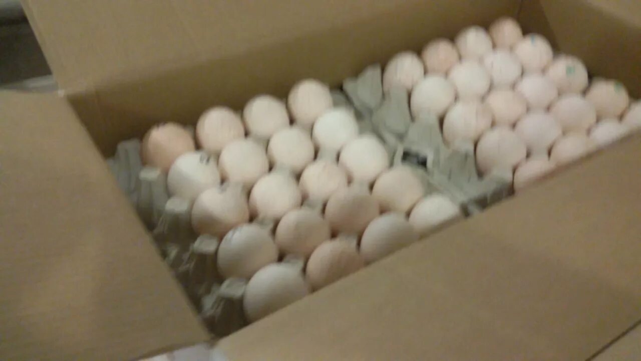 Инкубации хайбрид конвертер. Инкубационное яйцо Биг 6. Инкубационное яйцо индюков Биг-6. Инкубационное яйцо индейки Биг 6. Инкубационное яйцо индейки Хайбрид.