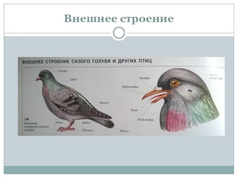 Внешнее строение птиц 8 класс биология. Наружное строение птицы. внешнее строение птиц. внешнее строение птицы голубь. внешнее строение голуб.