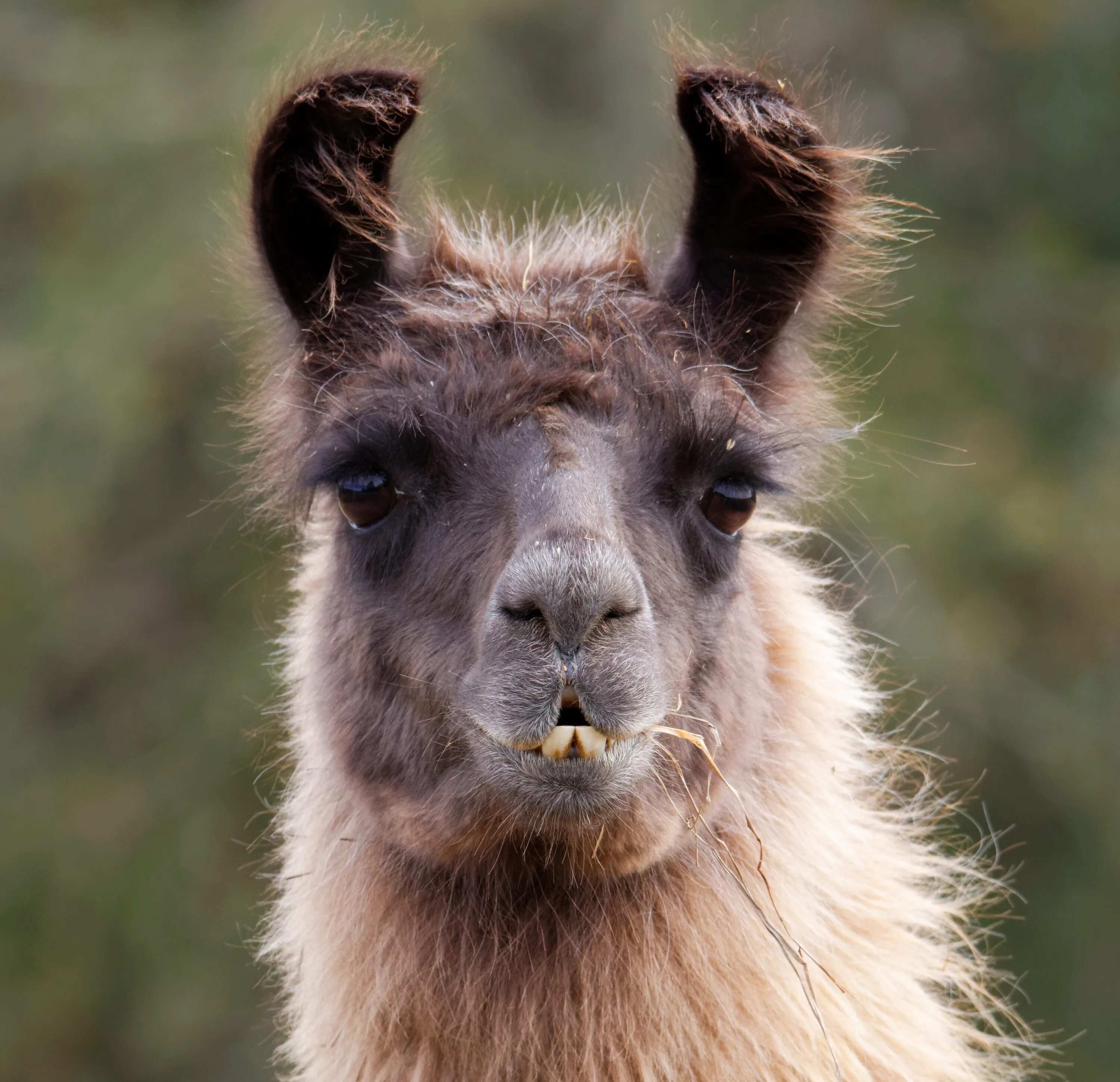 Llama2