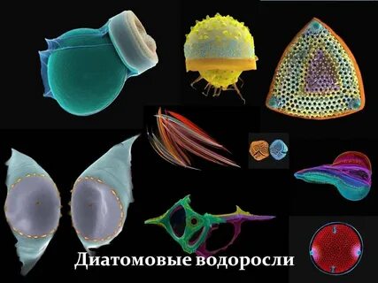 Виды диатомовых водорослей