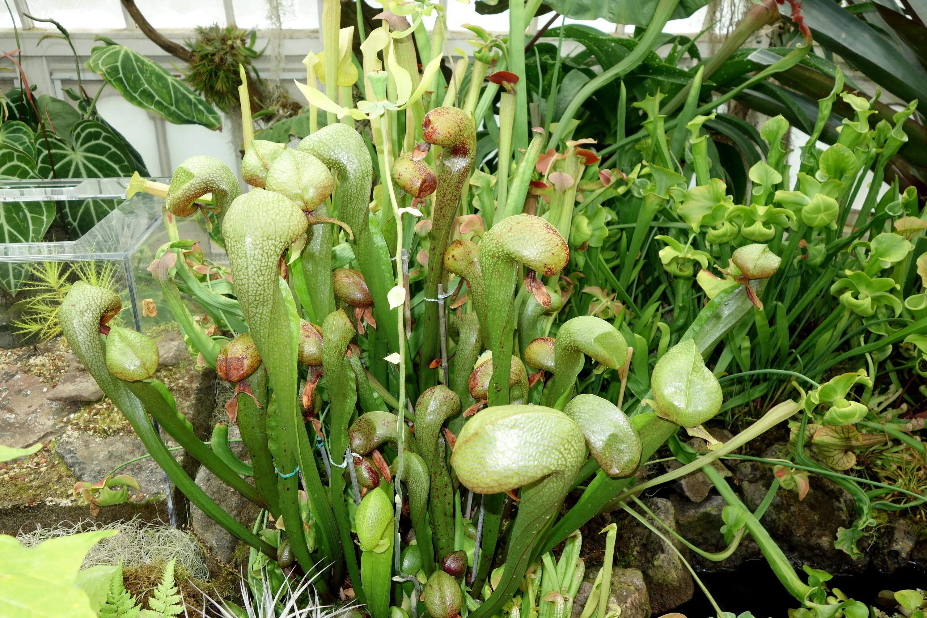 Дарлингтония Калифорнийская. Дарлингтония растение хищник. Sarracenia дарлингтония Калифорнийская. Хищник Darlingtonia californica.