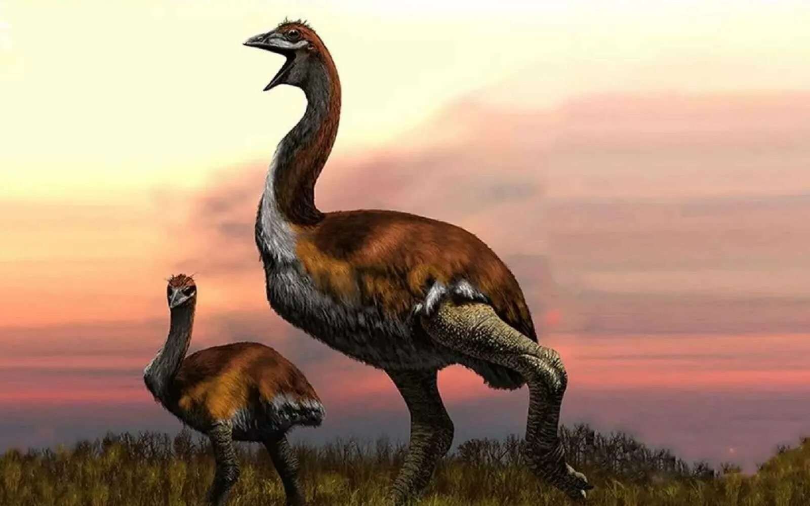 Эпиорнис мадагаскарский. Эпиорнис мадагаскарский. Эпиорнис aepyornithidae. Вымершая птица мадагаскара. Мадагаскар кий эпиронис.