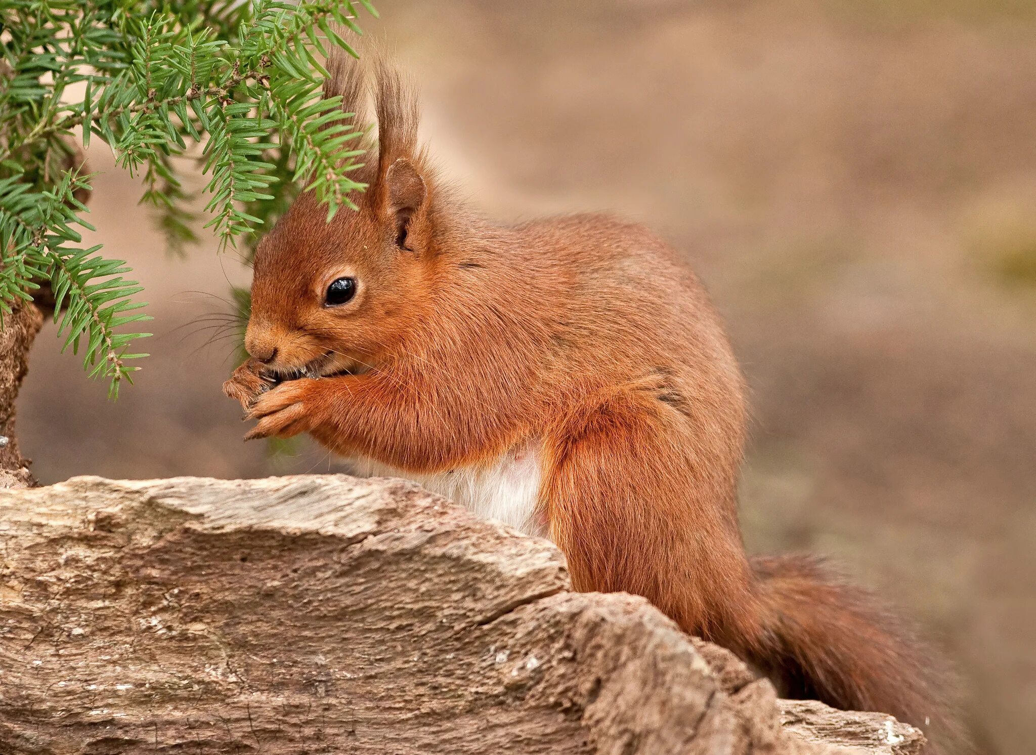Маленькие животные леса. Лесное животное. Маленькие животные леса. Маленькие животные леса. Милые лисята.