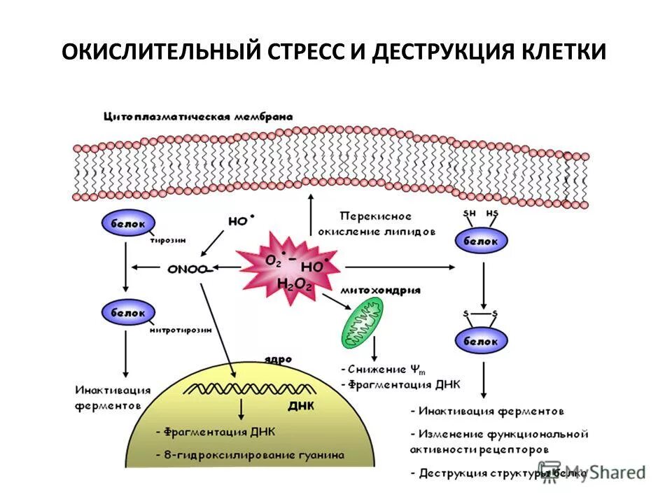 Окислительный стресс организма