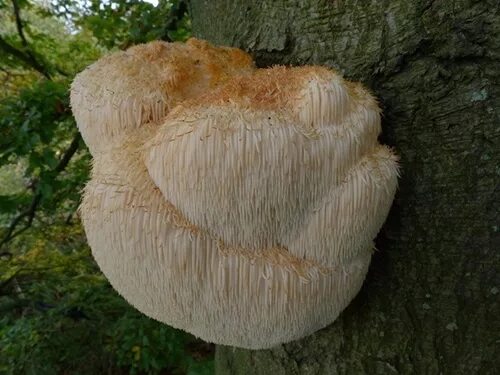 Ежевик гребенчатый аптека. Lions mane ежевик гребенчатый. ежовик гребенчатый галлюцинации. ежевик гребенчатый айхербе. ежевик гребенчатый ферма.