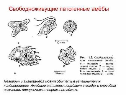 Покоящаяся стадия развития амебы