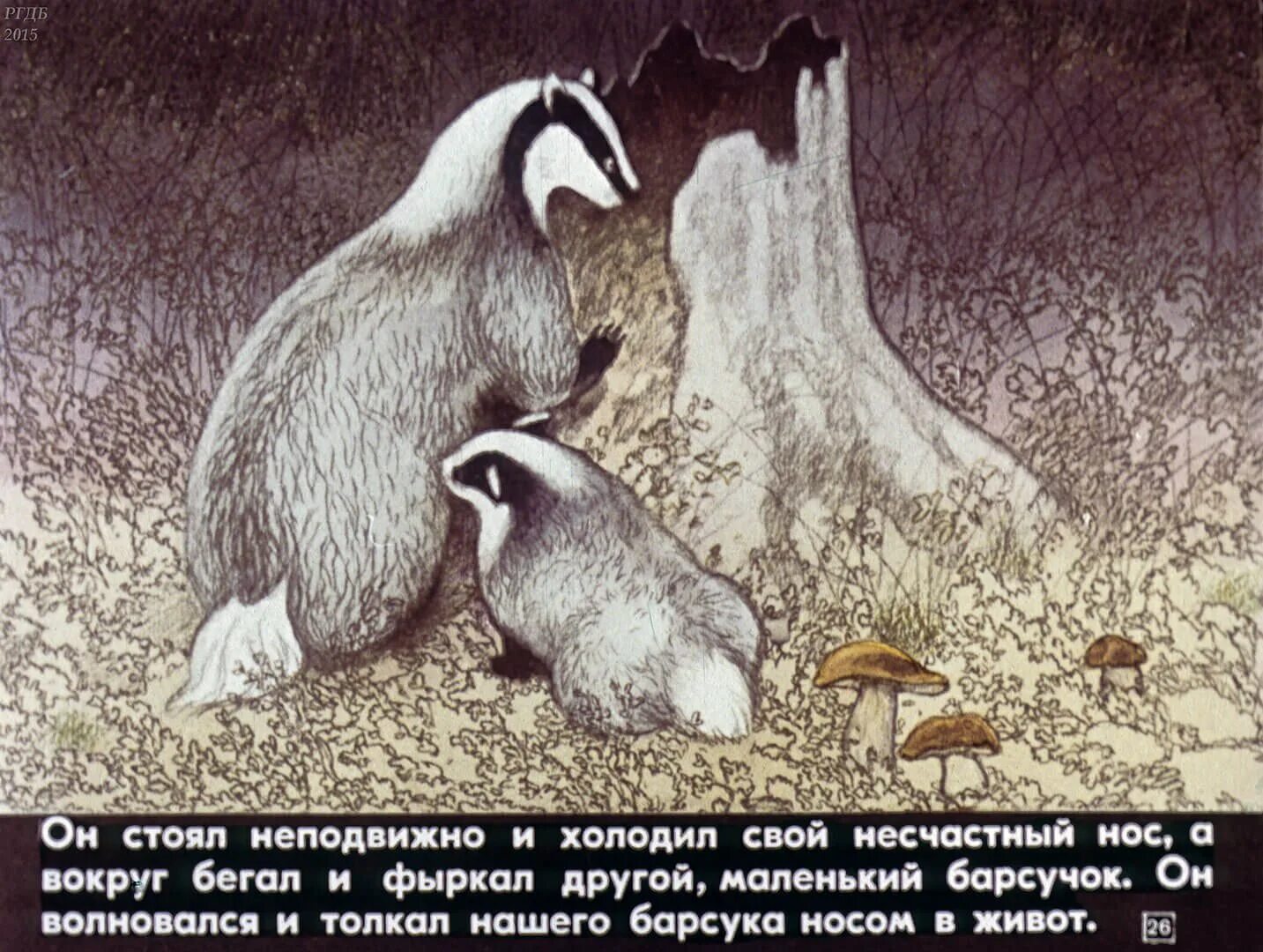 Паустовский барсучий нос вопросы. Паустовский барсук барсучий нос. К. Паустовский "барсучий нос".