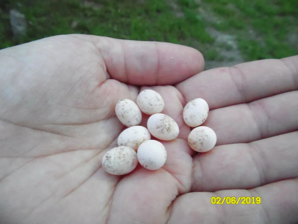 Где найти яйца в новом обновлении. Маленькие белые яйца. Белые яйца в земле. Яйца маленькие,белые,круглые. Белые яйца в огороде.