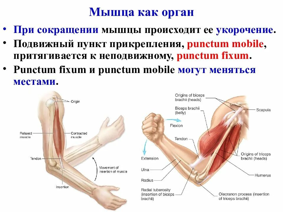 Снижение мышечной