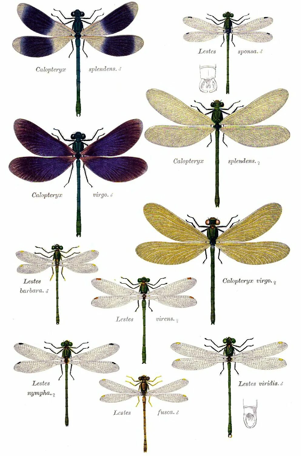 Стрекозы какой тип. Дмитриев соседи по планете насекомые. Стрекозы представители отряда таблица. Необычные стрекозы. Отряд стрекозы.