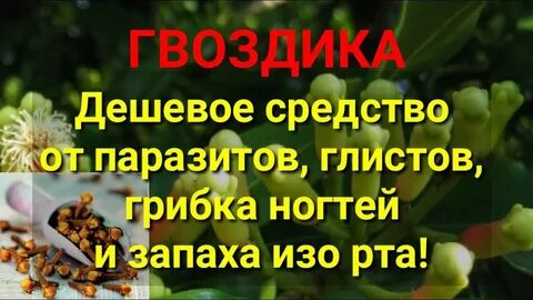 Гвоздика от запаха изо рта