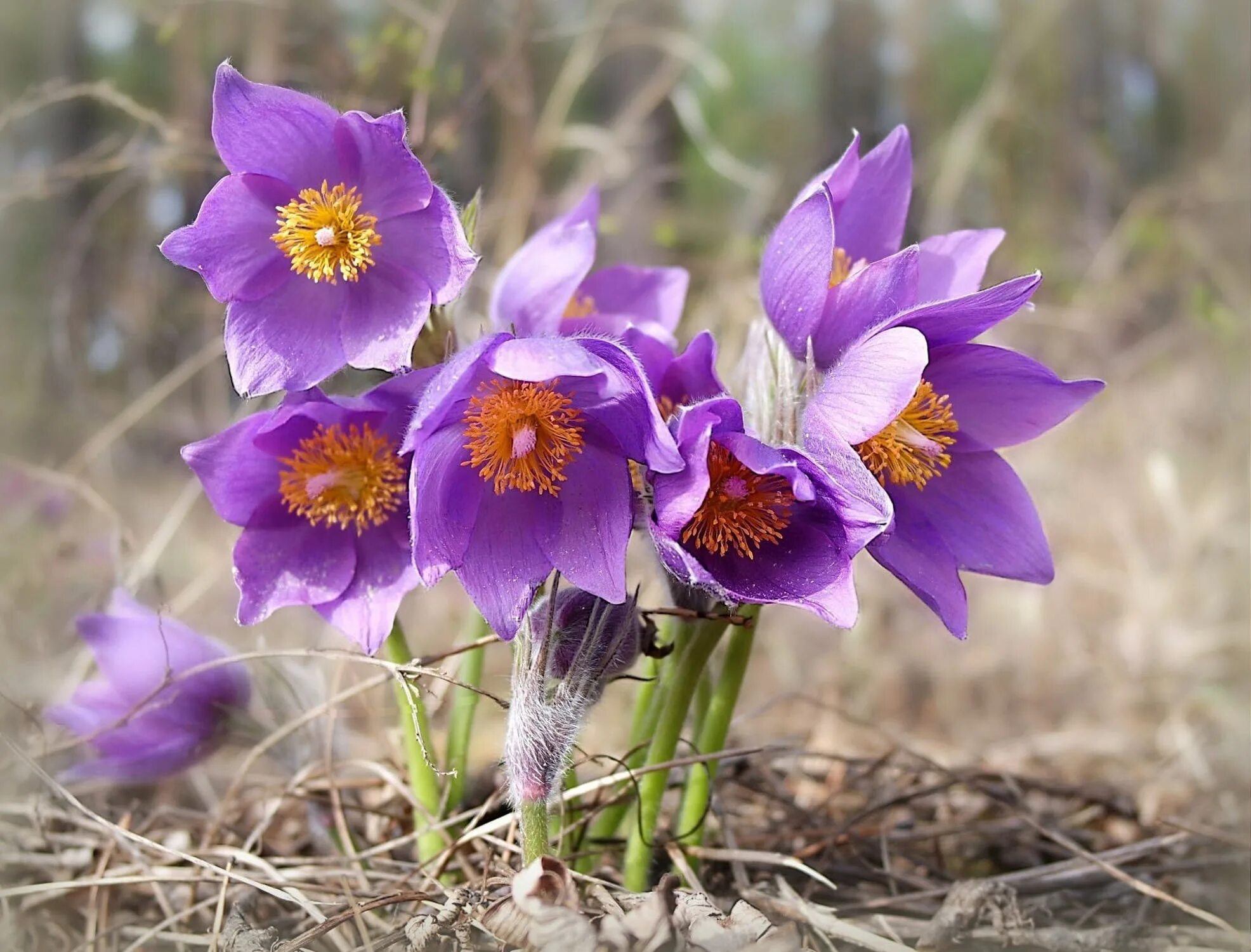 Пострел цветы. Прострел обыкновенный Violet Bells. Прострел - сон трава. Прострел обыкновенный Пинвил Блю Виолет Шейдес. Подснежник сон трава прострел.