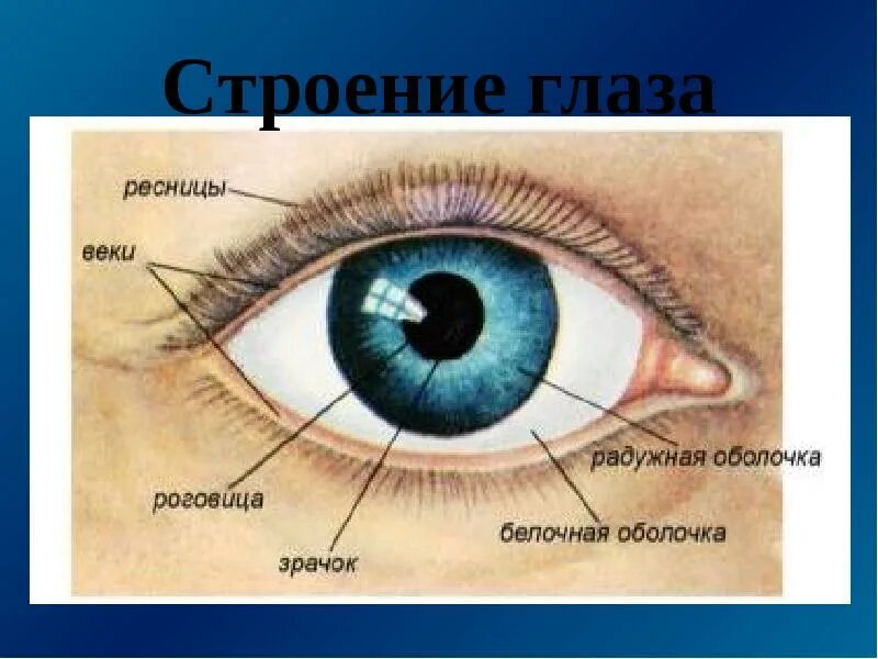Строение глаза. Строение глаза человека схема. Глаза орган зрения. Орган зрения строение глаза.