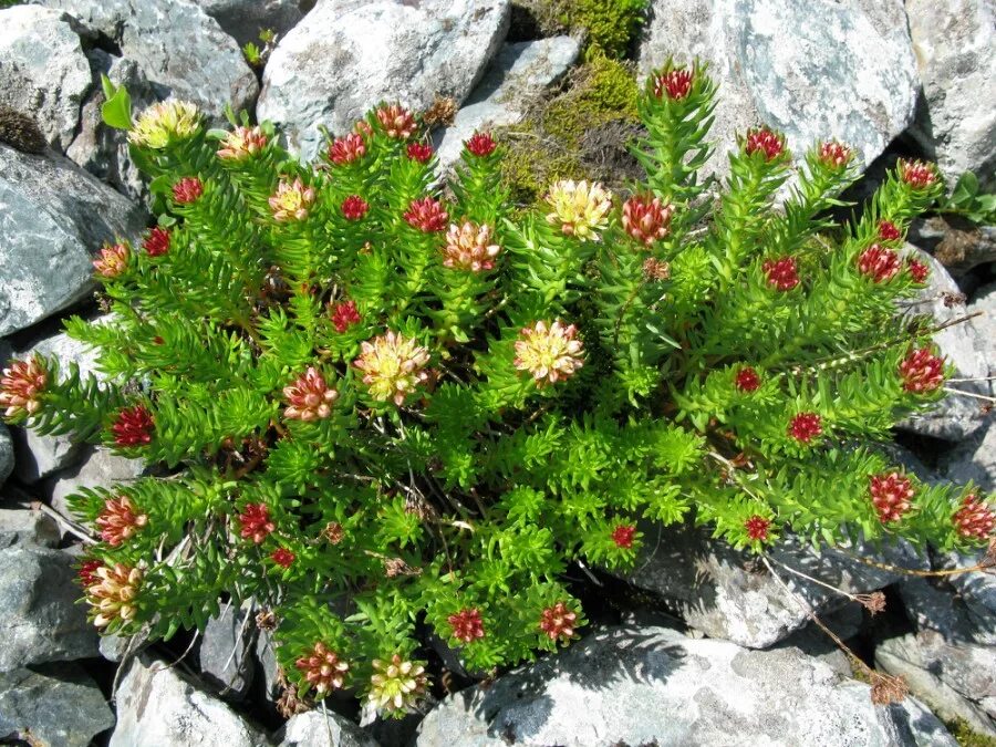 радиола четырёхчленная красная щётка. родиола холодная красная щетка. растение красная щетка. родиола четырехчастная (красная щетка)- rhodiola quadrifida. родиола четырёхнадрезанная.