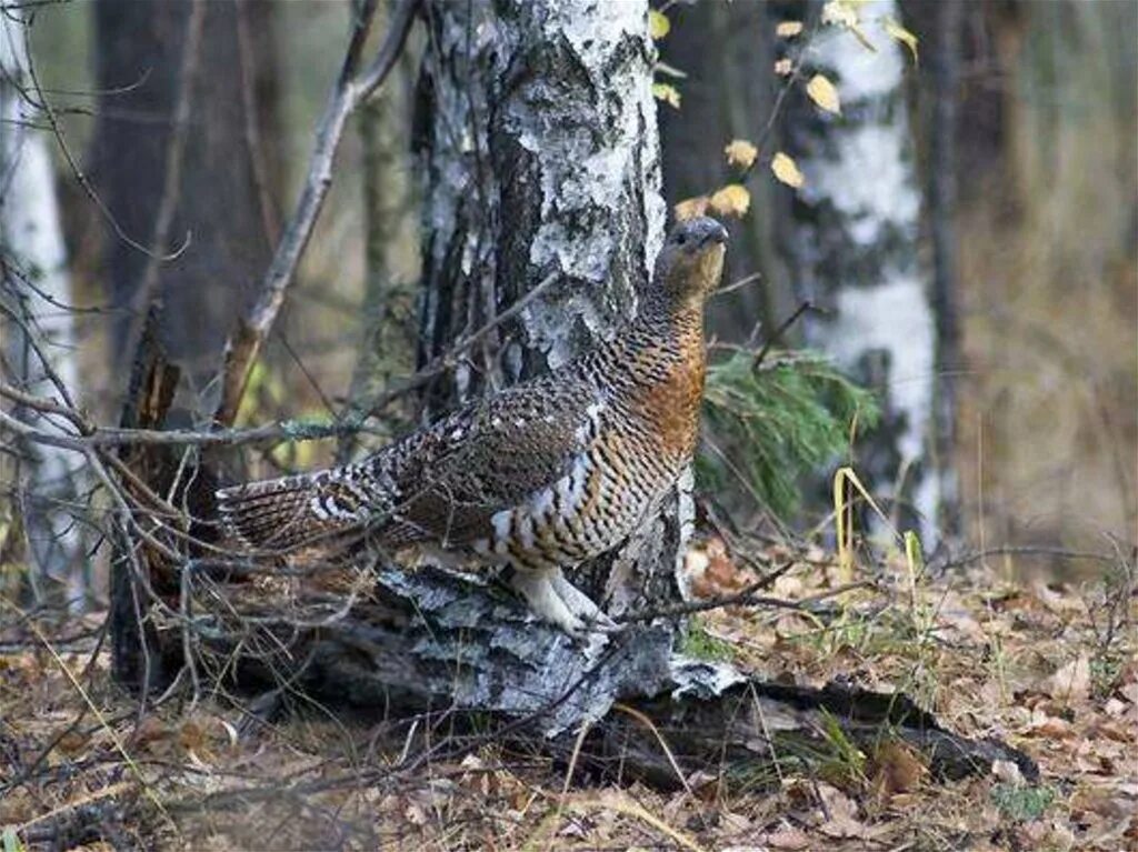 Капалуха откуда появилось такое название. Глухарка Капалуха. Глухарь и Капалуха. Глухарь птица самка. Глухарь птица Капалуха.