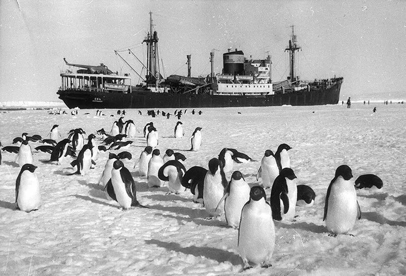 Первая Советская антарктическая Экспедиция 1956. Первая Советская Экспедиция в Антарктиду. Антарктическая Экспедиция в 1955. Экспедиция на Антарктиду 1956. В середине 20 века антарктида для многих