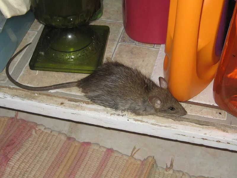 Большая крыса в доме. Мышь в квартире. Домик для мышей. Дом мышки.