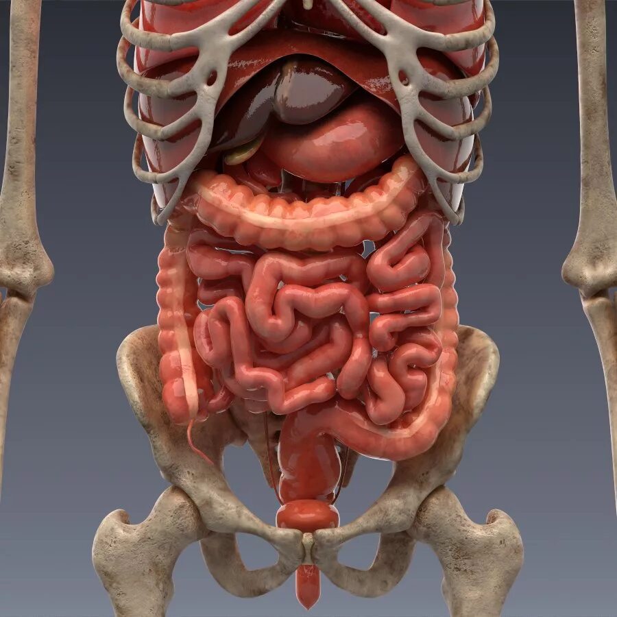 Отдельные органы человека. Анатомия человека внутренние органы 3д атлас. Анатомия брюшной полости 3д. Анатомия внутренних органов человека 3д. Анатомия человека внутренние органы 3д почки.