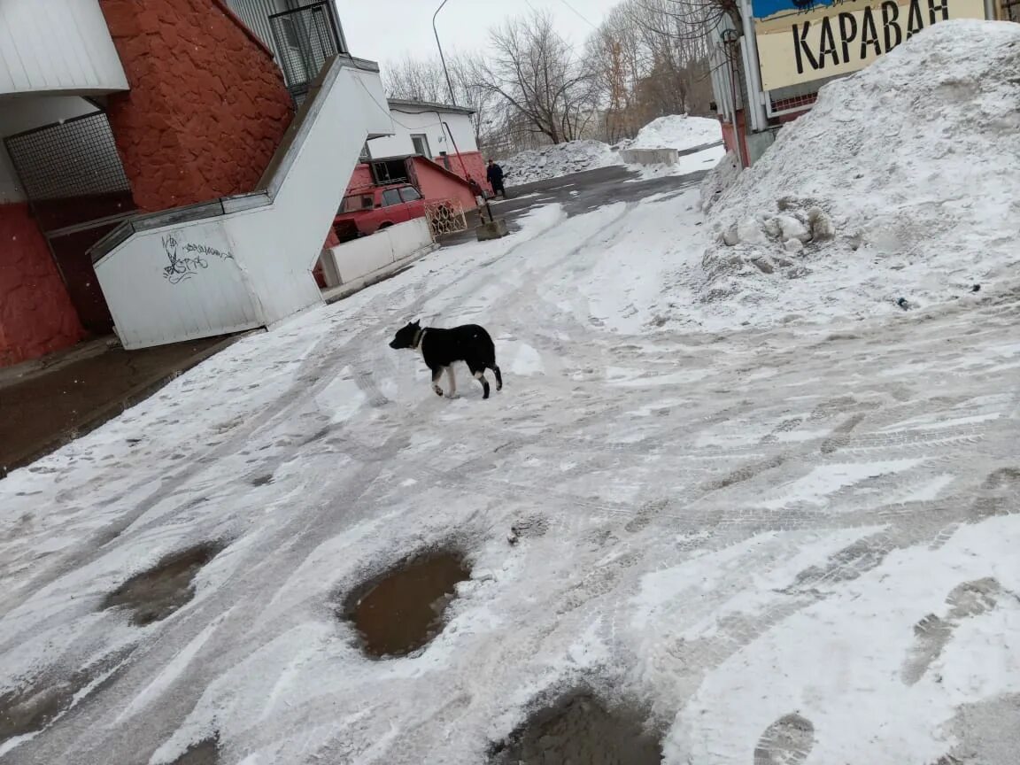 Аллергия на таяние снега. Снег в России. Ноябрьский снегопад в деревне. В Орске тает снег. Таяние снега в России.