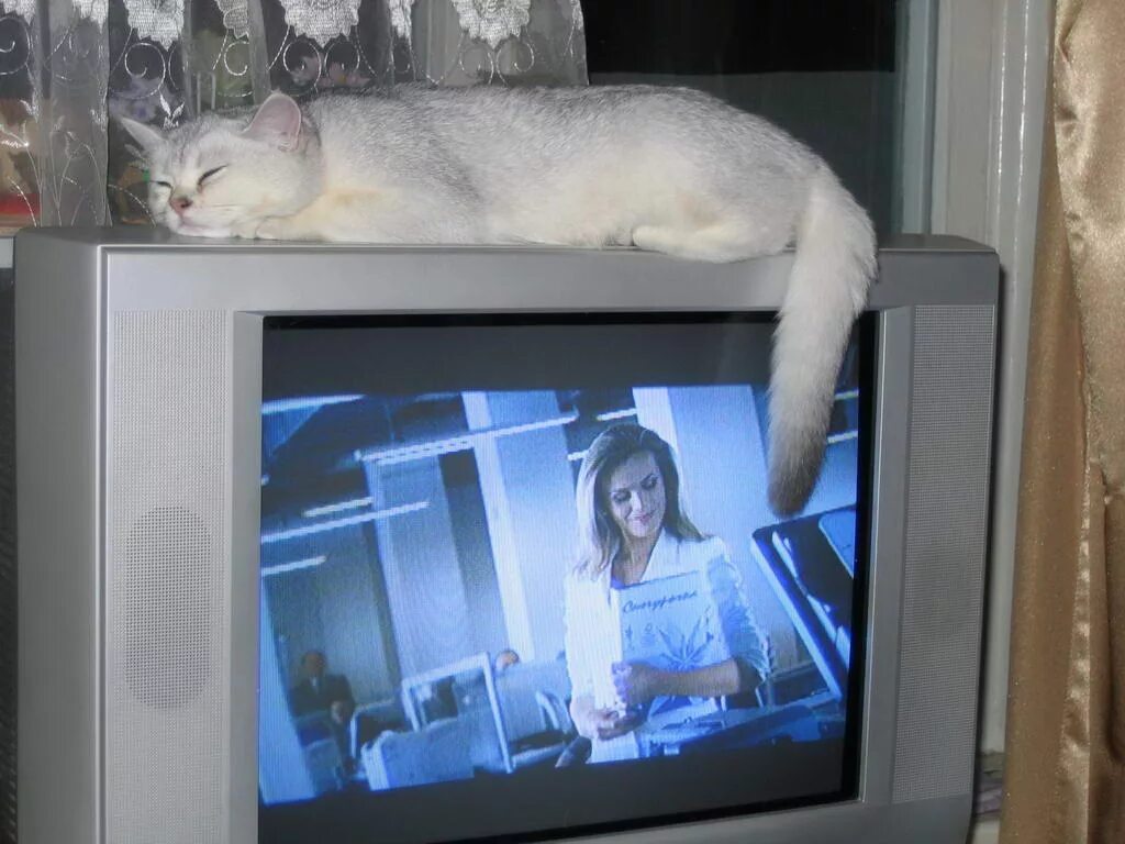 Включи на телевизоре животных. Кошачий телевизор. Кот на телевизоре. Кошка и телевизор. Кот спит на телевизоре.