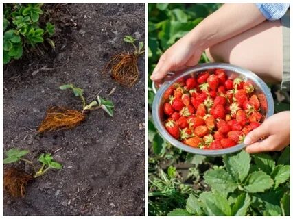 День пересадки клубники