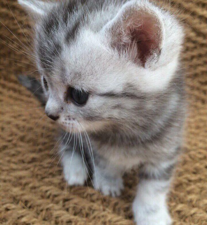 курильский бобтейл 2 месяца. котята в сиверской.