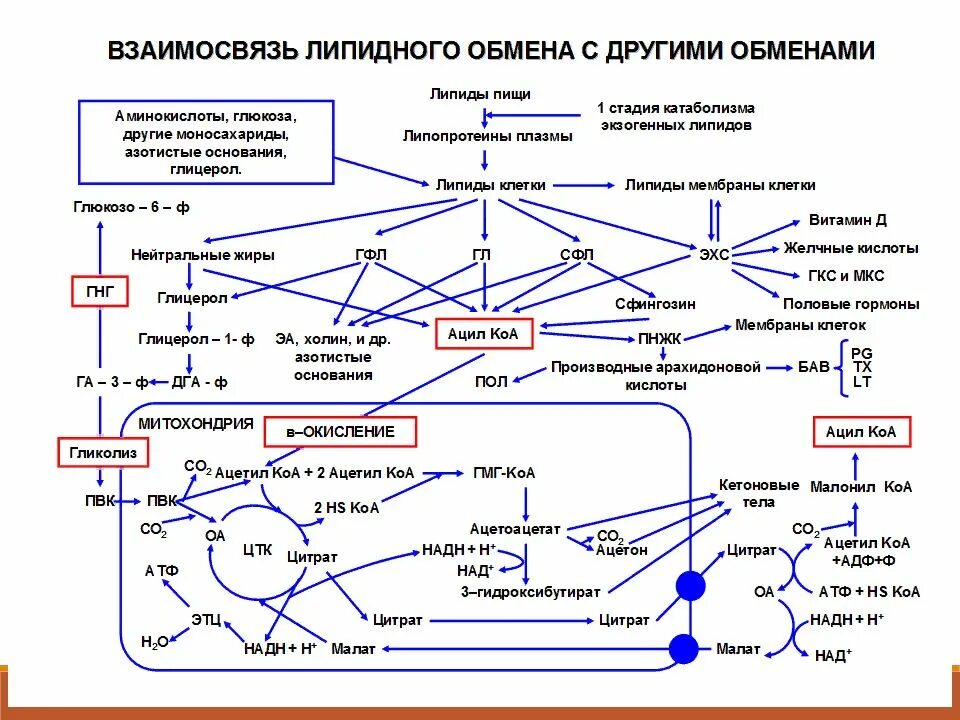 Схема метаболизма липидов в организме человека. Взаимосвязь обмена веществ биохимия схема. Схема метаболизма липидов биохимия. Схема взаимосвязи углеводного и липидного обмена.