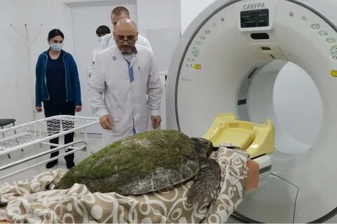Нашли большую черепаху