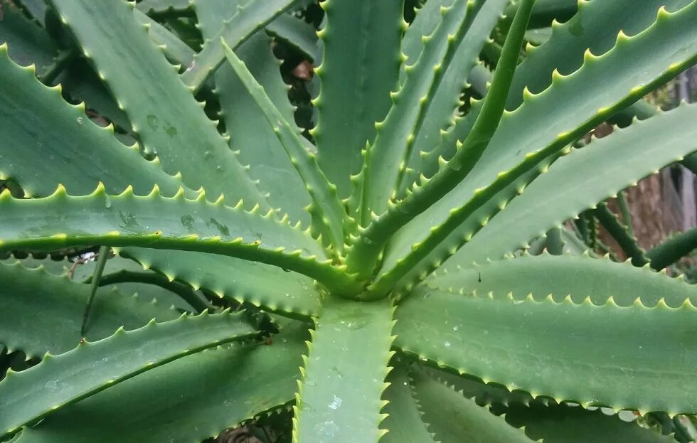 Алоэ древовидное столетник. Алоэ arborescens. Древовидное (Aloe arborescens). Алоэ куст