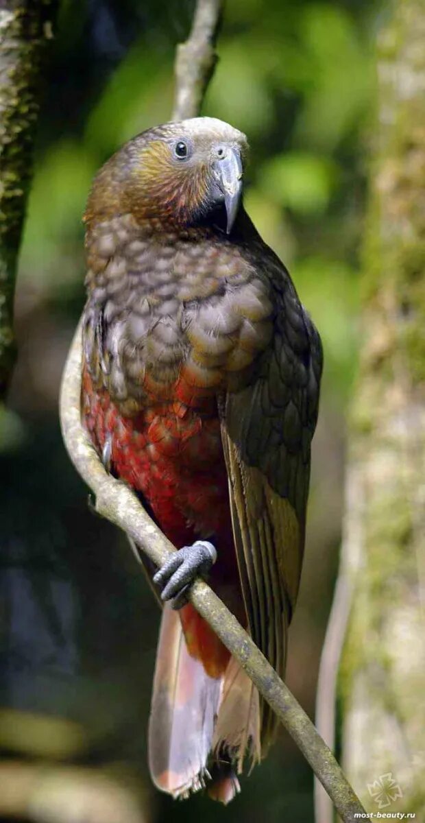 Попугай кеа новая зеландия. Тёмный красногузый попугай. Pionus fuscus. Коричневый попугай. Коричневый попугай.