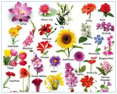 Flower names