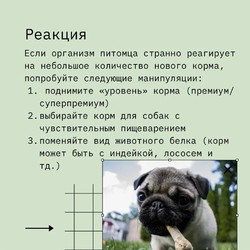 Приложение с человеческого на собачий. Язык жестов собак. Язык собак как понять собаку по жестам. Собака с языком. Собачий язык.