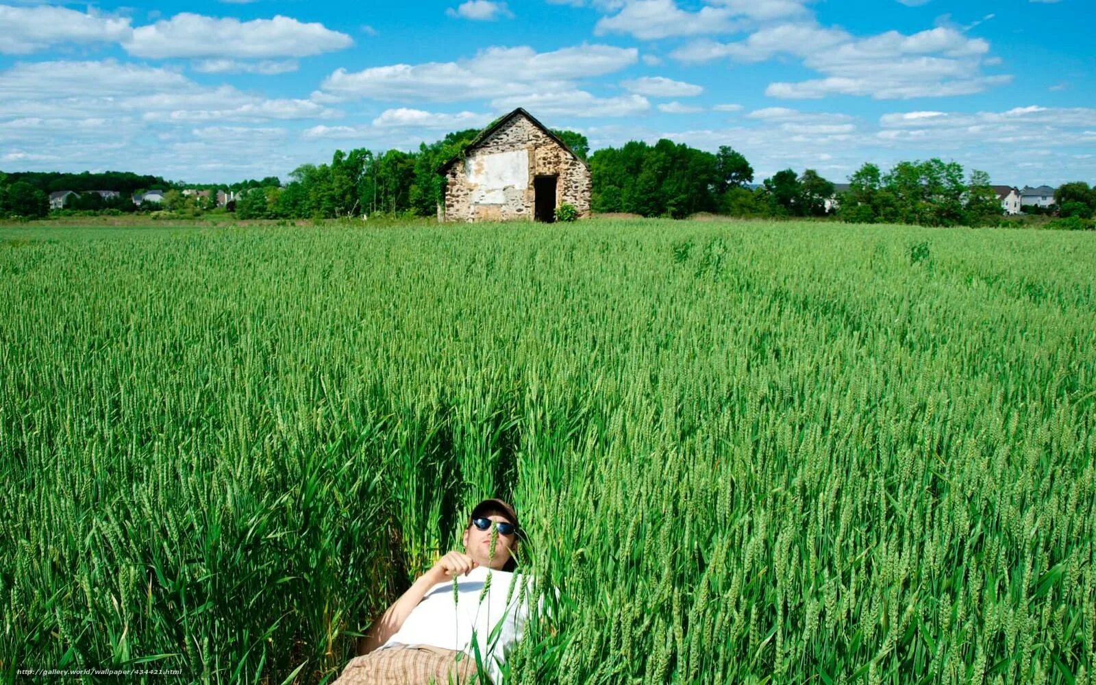 Село зелени. Зеленое поле пшеницы. Фотосессия в поле с зеленой травой. Зеленое поле с домиком. Фотосессия в зеленом поле.