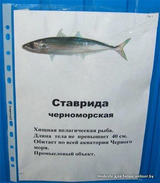 Ставрида размеры. Ставрида черноморская. рыба ставрида черноморская. рыба ставридка черное море. ставрида черноморская размеры.