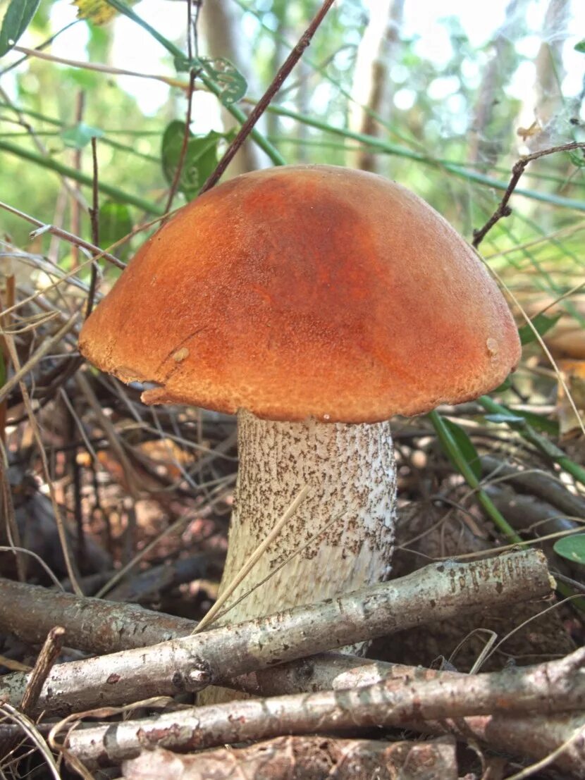 Подосиновик красноголовик. Подосиновик красный(leccinum aurantiacum). Подосиновик красный. Подосиновик краснеет. Подосиновик жёлто-бурый.