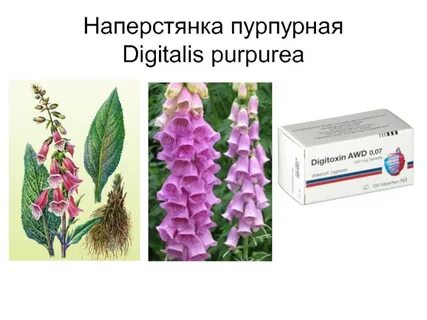 Настой наперстянки
