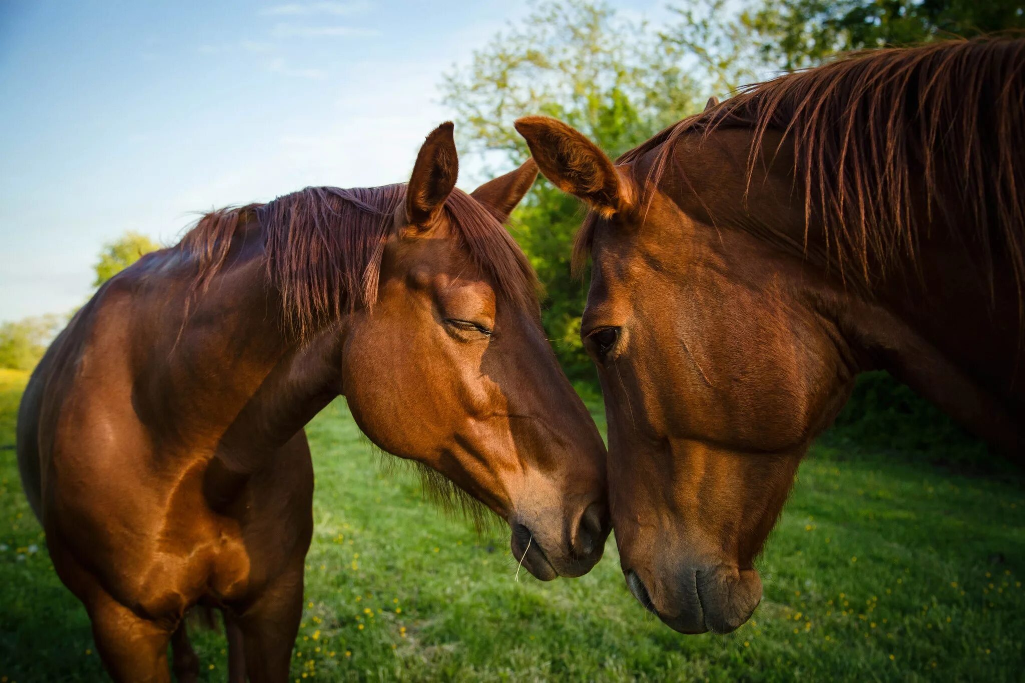 Две лошади. Пара лошадей. Лошади на рабочий стол. Лошади на природе. Two horse