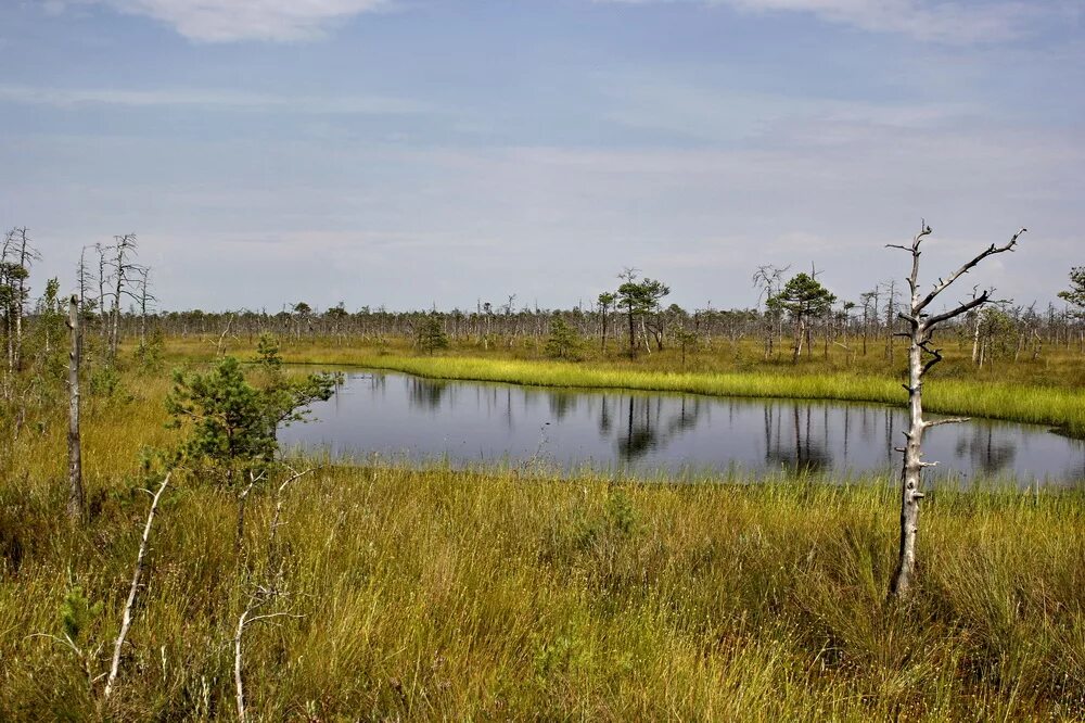 как охраняют болота. надо ли охранять болото доклад. доклад про болото. охрана болота. значение болот в природе.
