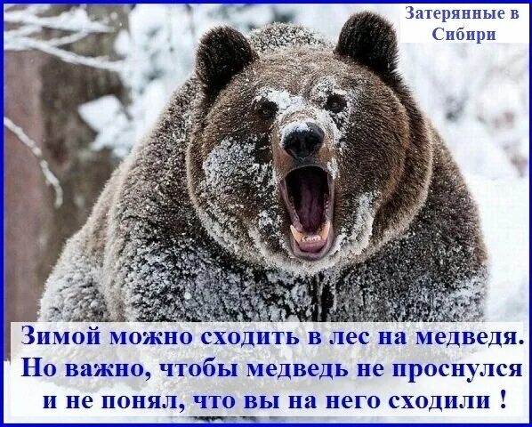 Опасны ли медведи. Медведь шатун зимой. Медведь опасен для человека. Медведь шатун чем опасен для человека. Опасность при встрече с медведем.