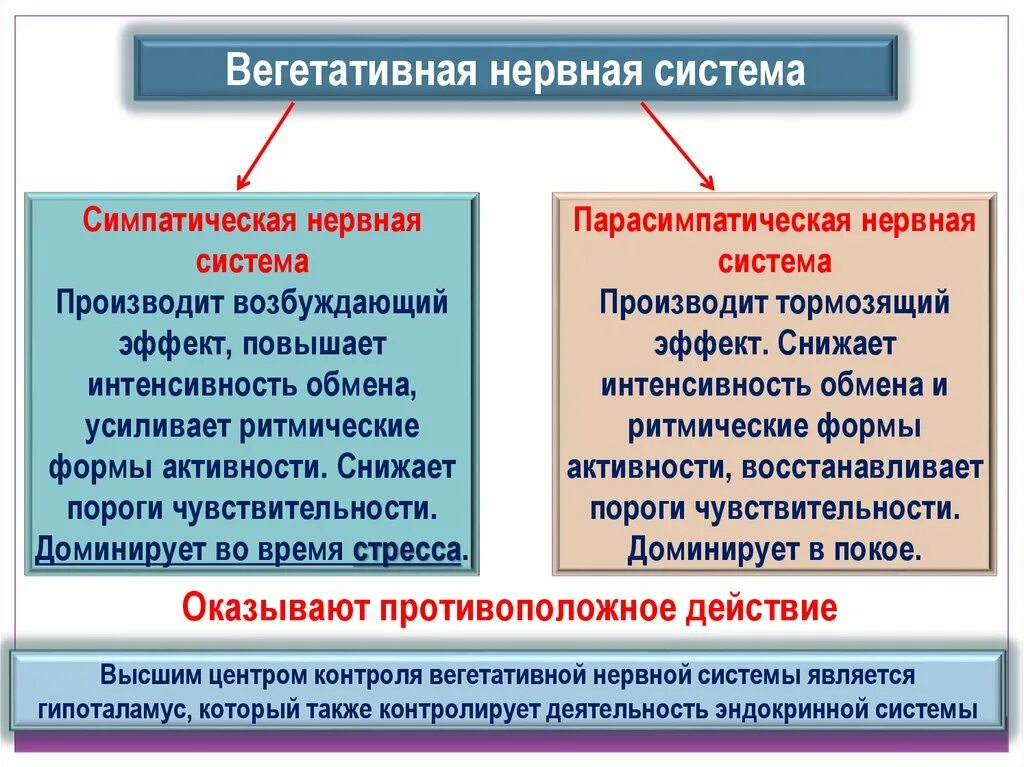 Парасимпатический и симпатический отличие