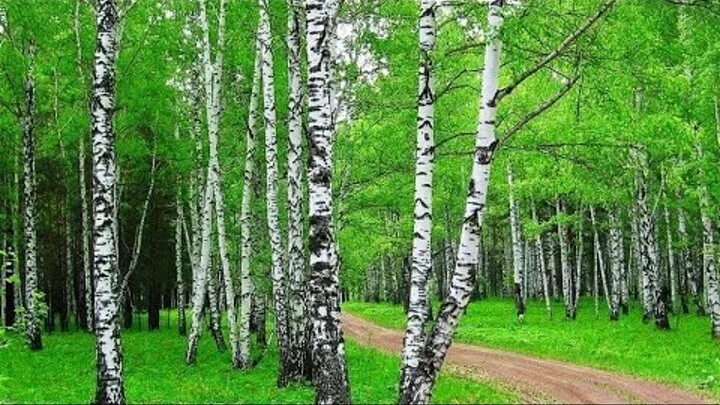 День берёзки" 2022, Павловский Посад - дата и место проведения, программа меропр