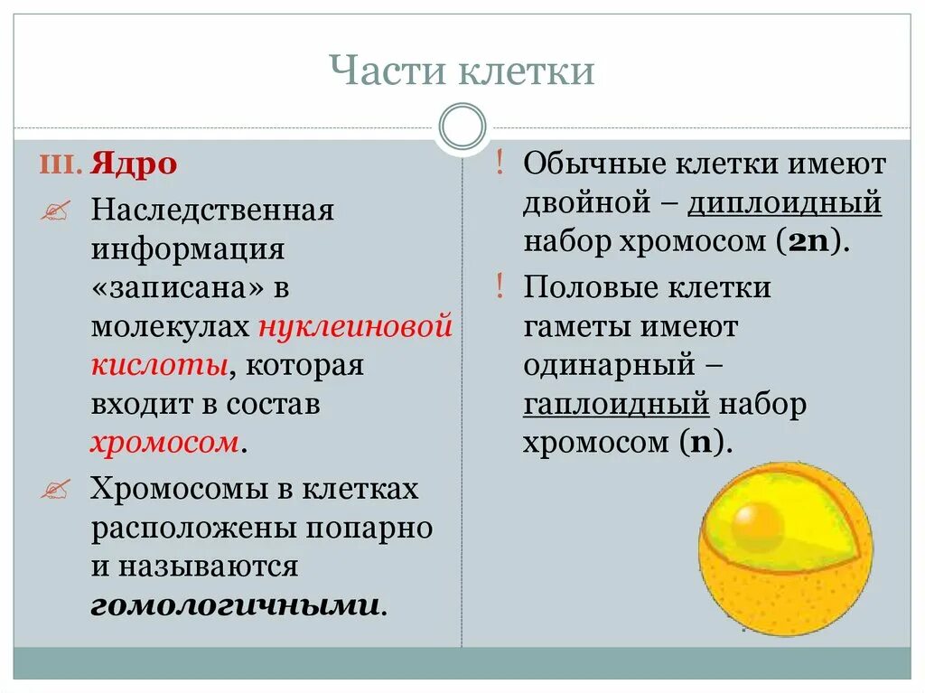 Структуры несущие наследственную информацию. Какая ядерная структура несет наследственные свойства. Часть клетки которая несет в себе наследственную информацию.